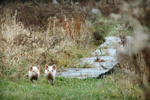 我們的環境會好嗎？——“數說”大氣、水、土壤污染防治三大戰役